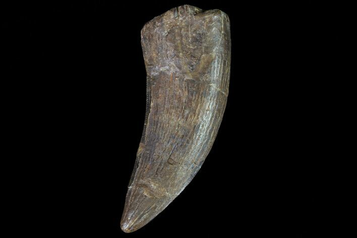 Tyrannosaur Tooth - Judith River Formation #72343